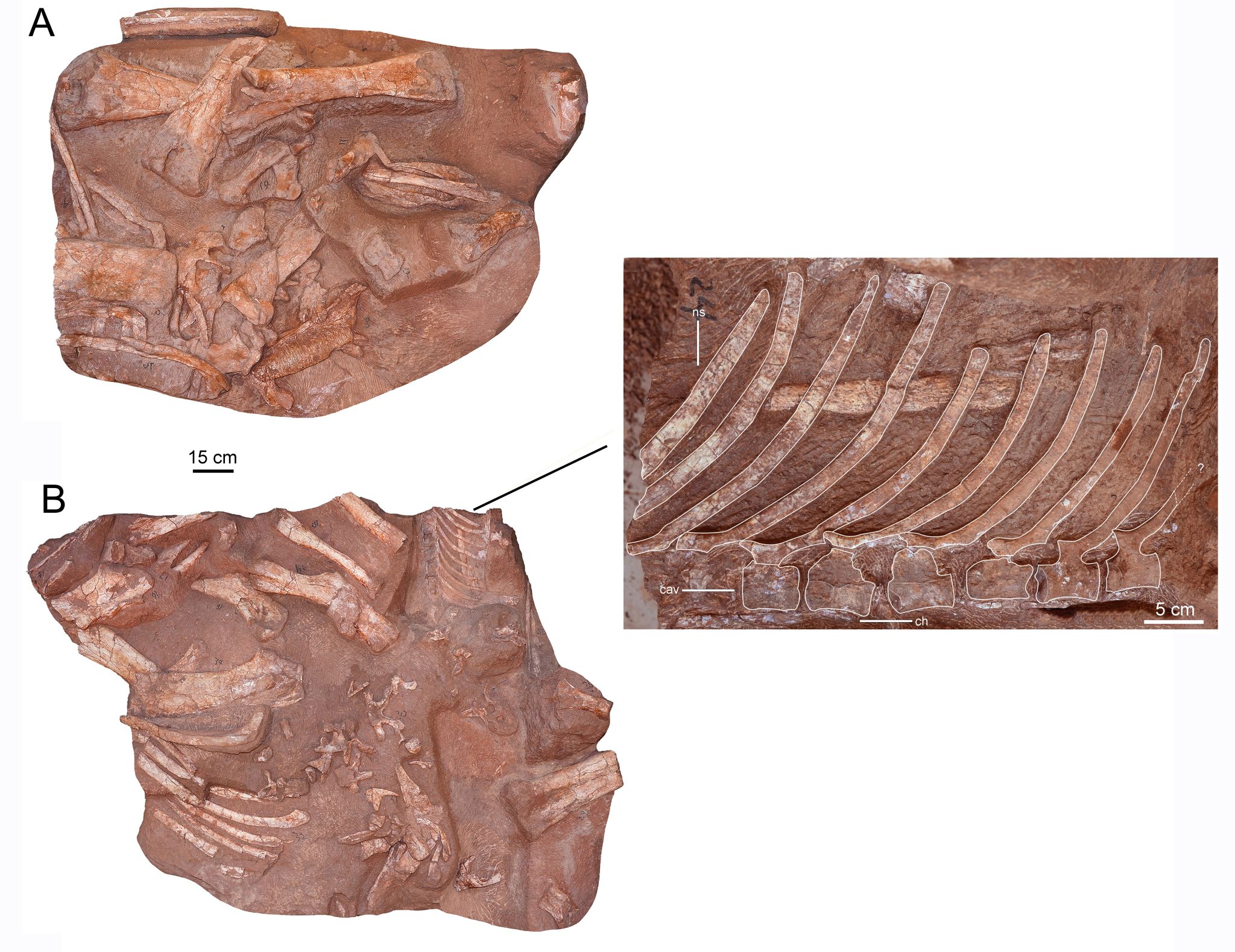 伟德bv国际体育